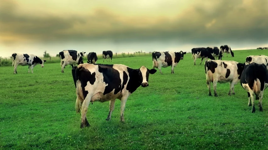 Rebanho bovino no pasto