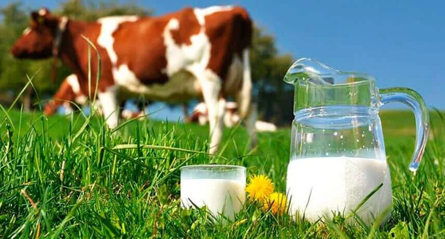 Qualidade do leite e produção bovina
