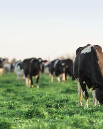 cows-grazing-in-farm